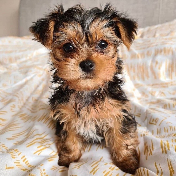 YORKIE PUPPIES