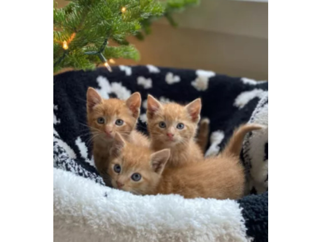 Maine Coon Kittens