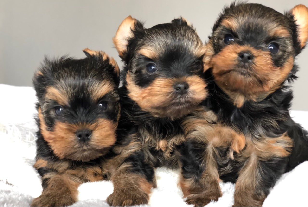 Yorkshere Terrier Puppies for Sale