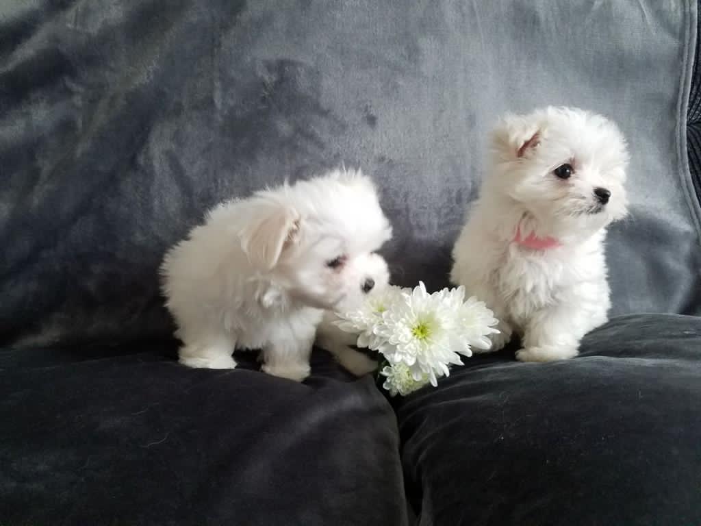 Top Maltese Puppies for sale