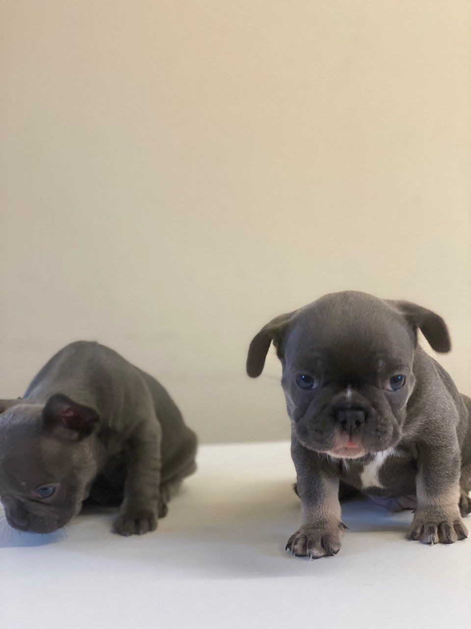 Lovely French Bulldog Puppies
