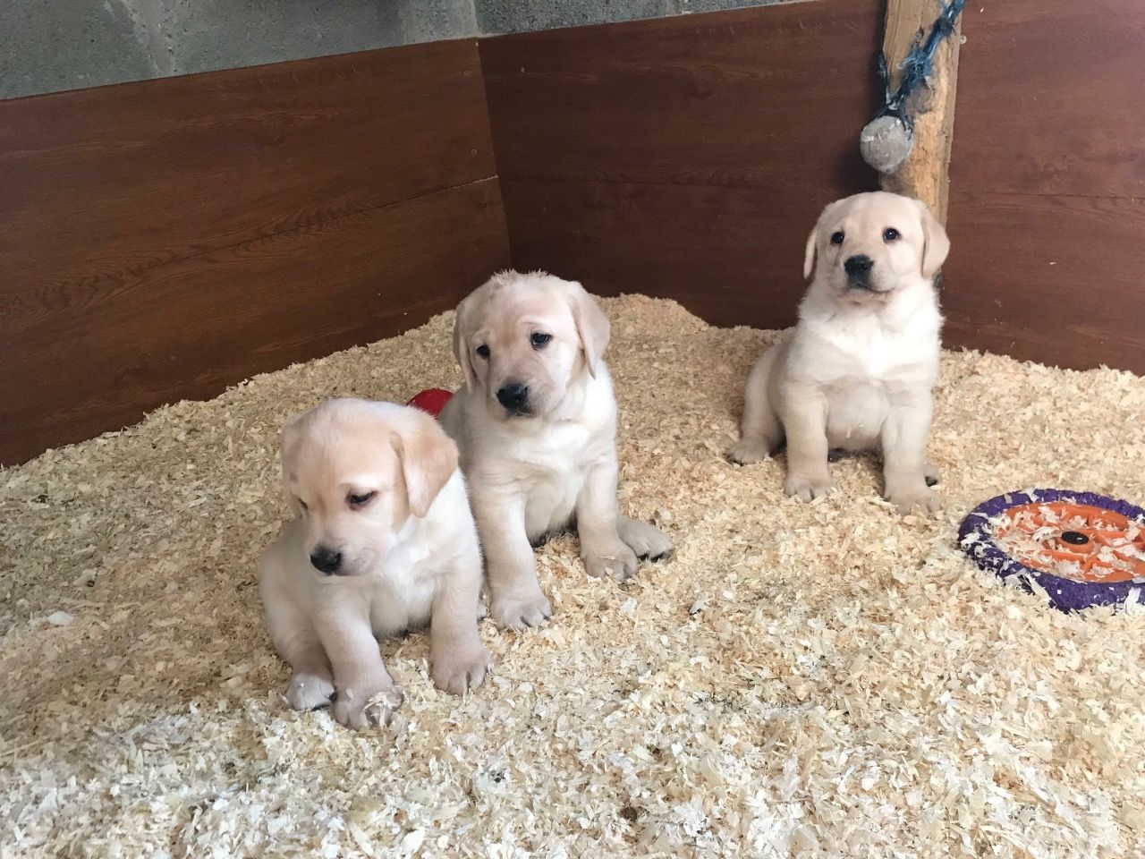 We have two Labrador Retriever puppies for re homing.