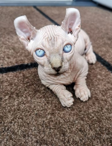 sphynx kittens available for sale
