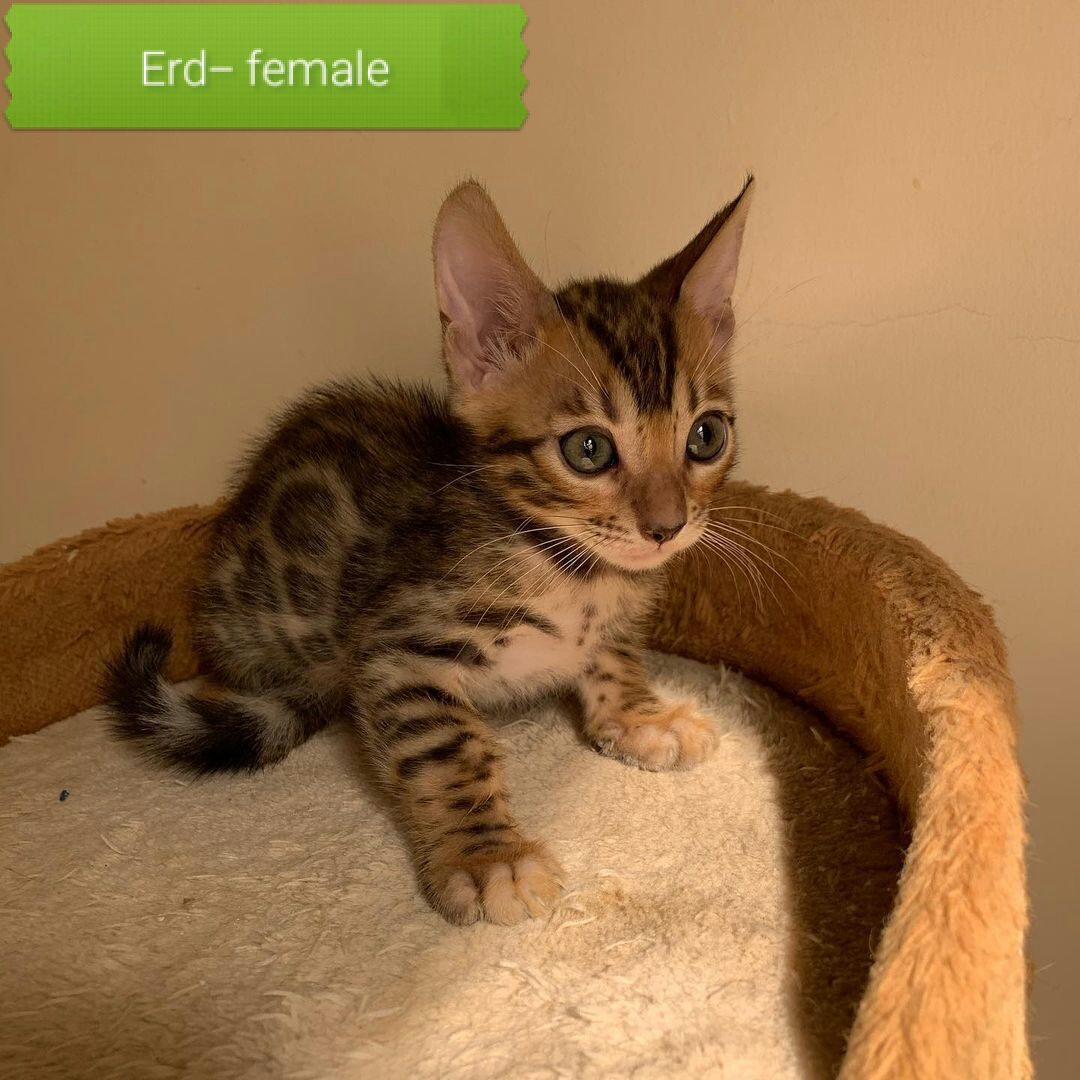 Bengal kittens for sale