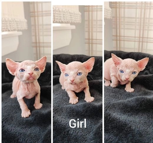 Sphynx Kittens available