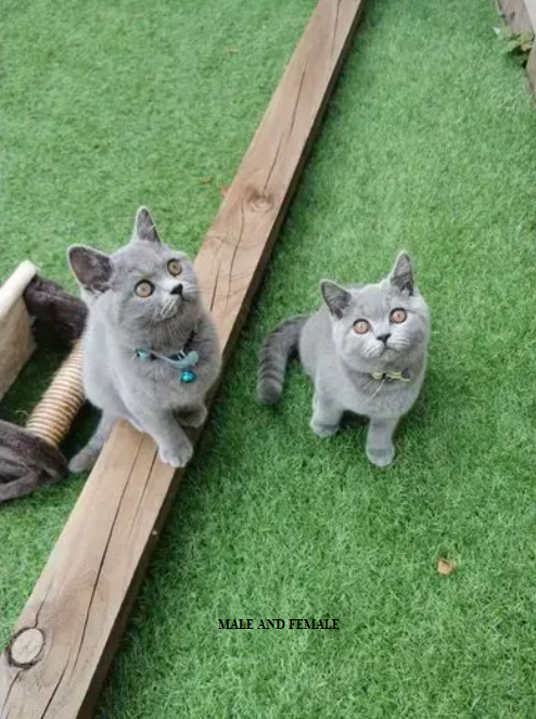 British shorthair kittens